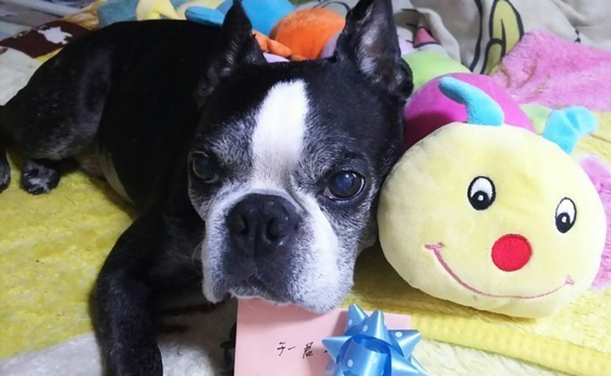 獣医師監修 犬の肝臓病とは 原因や症状 予防法などについて解説 いぬのきもちweb Magazine 獣医師監修 犬の肝臓病とは 原因や症状 予防法などについて解説 いぬのきもちweb Magazine
