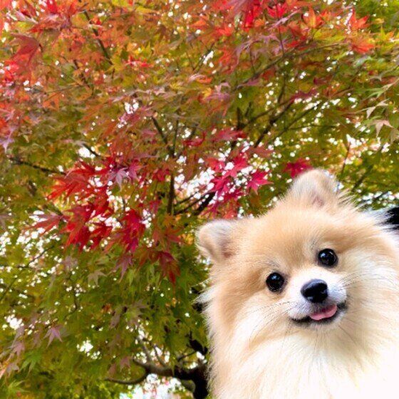 落ち葉や毒キノコの誤食・ハチの被害も？秋のお散歩で注意すること いぬのきもち