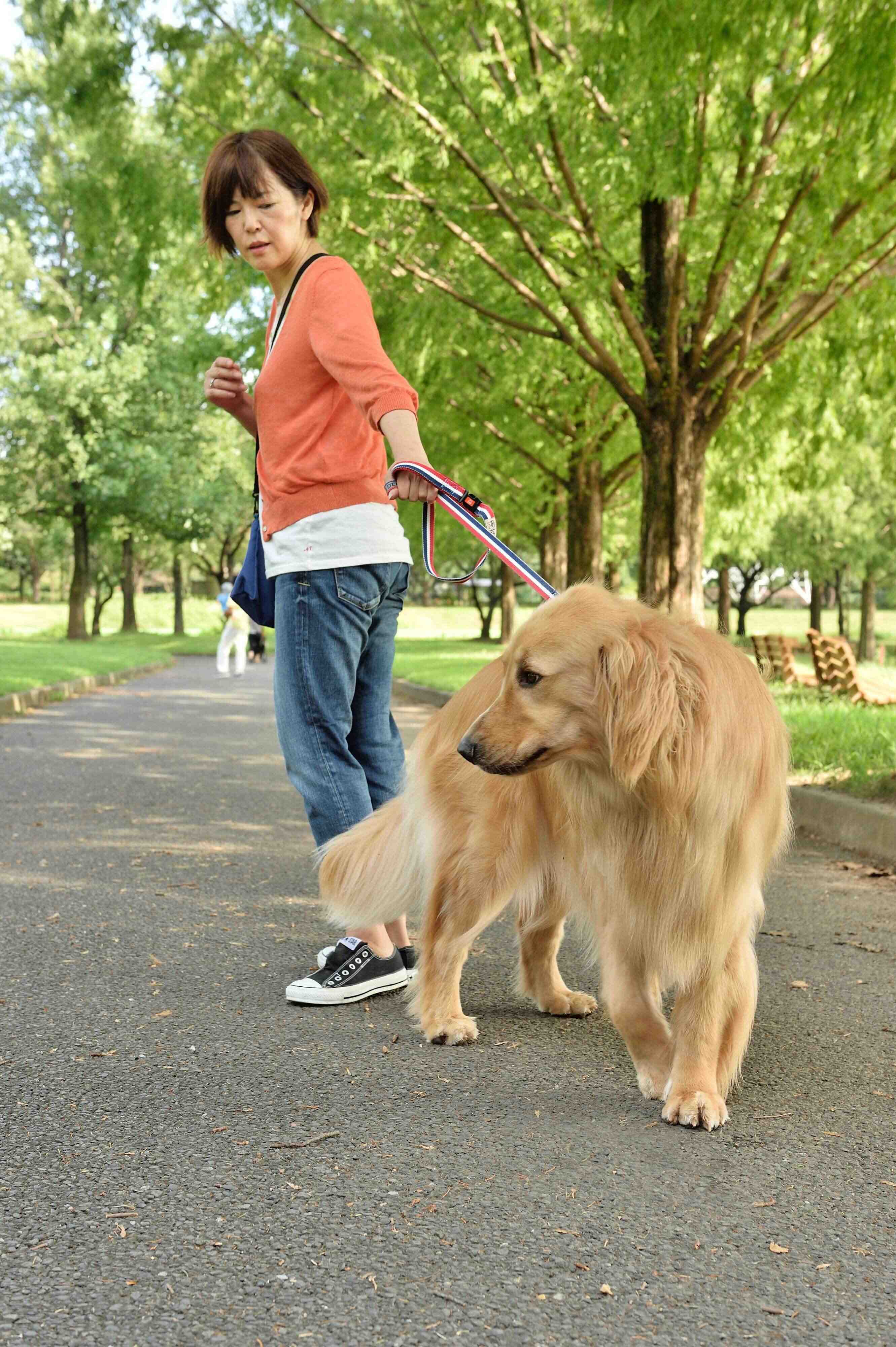 お散歩大好きで興奮しがちな犬は要注意！