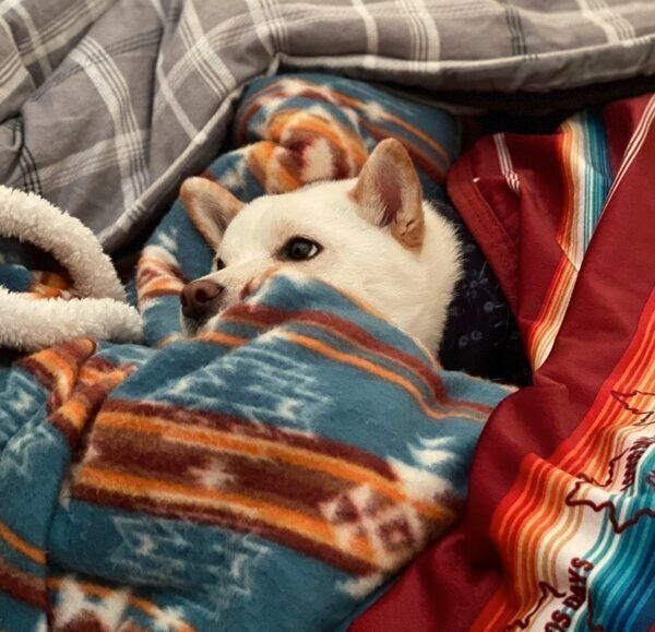 お布団の中でぬくぬくするえるちゃん