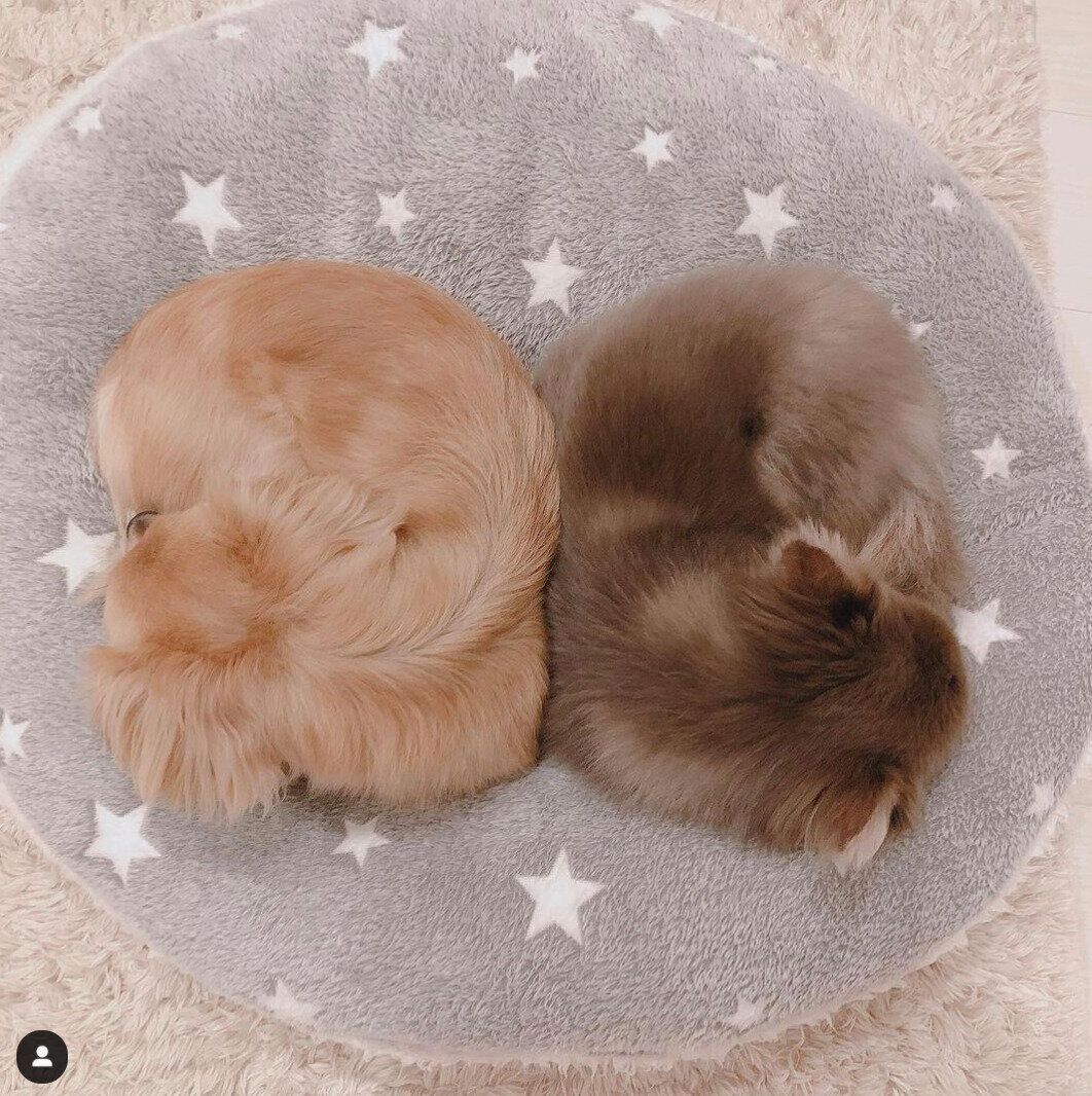 丸くなってシンクロ寝をする2匹