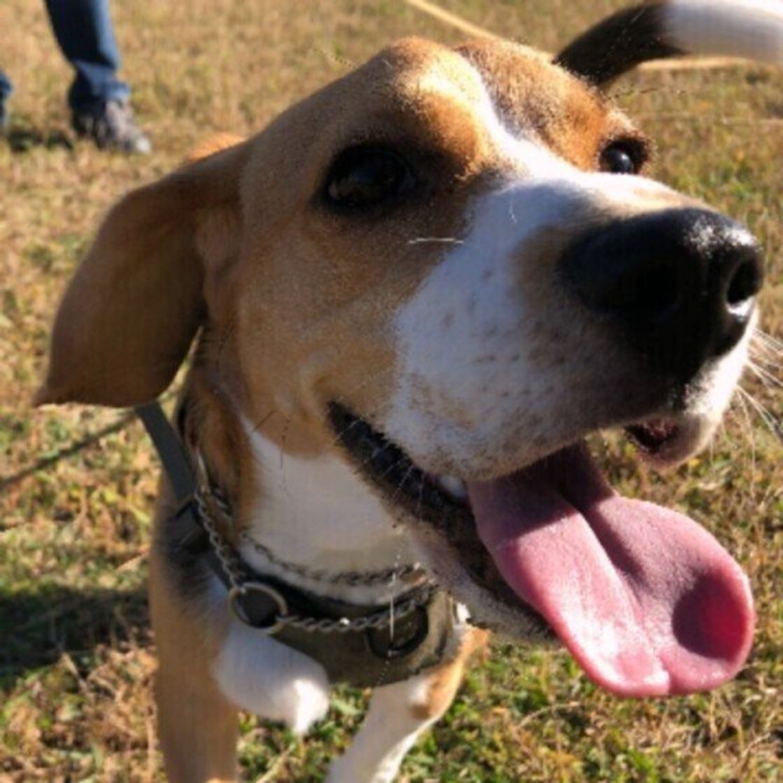 さみしくてかまってほしい アピール 犬が見せる行動のワケ いぬのきもちweb Magazine さみしくてかまってほしい アピール 犬が見せる行動のワケ いぬのきもちweb Magazine