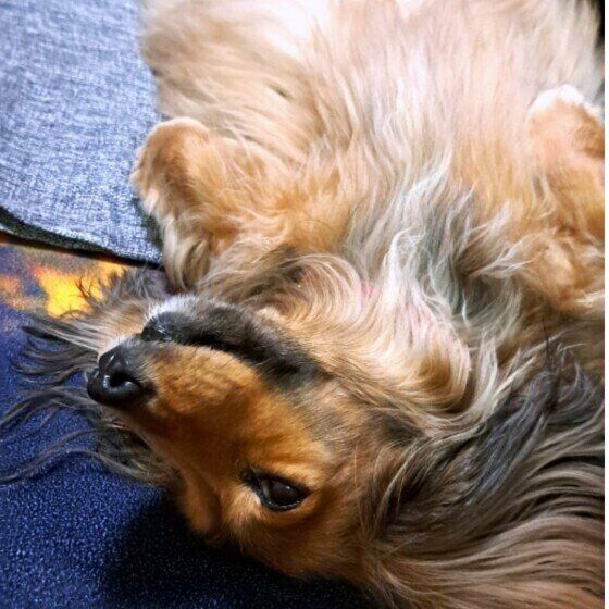 カニーンヘン・ダックスフンド　お腹、撫でてもいいよ〜