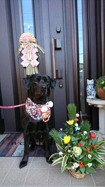 獣医師が語る：実際にあった年末年始の誤飲・誤食事故