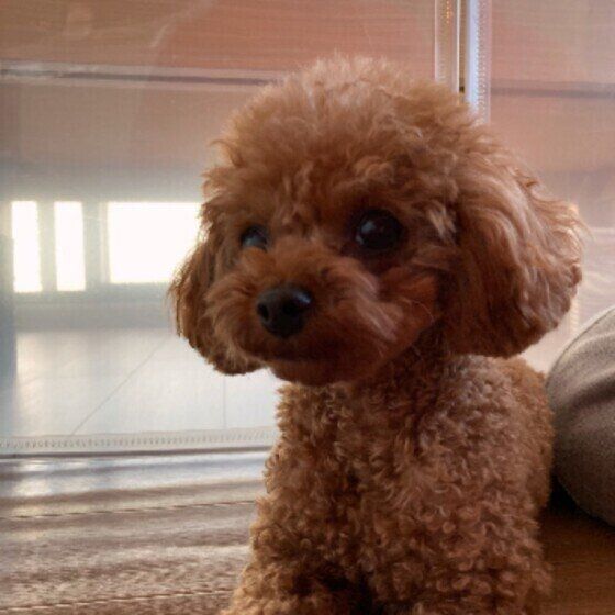 犬の体温はお尻で測る