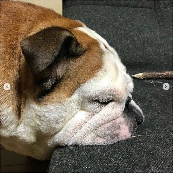 眠るブルドッグ