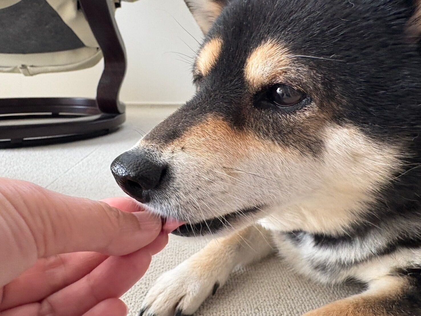 あずきちゃん（8才／柴犬）