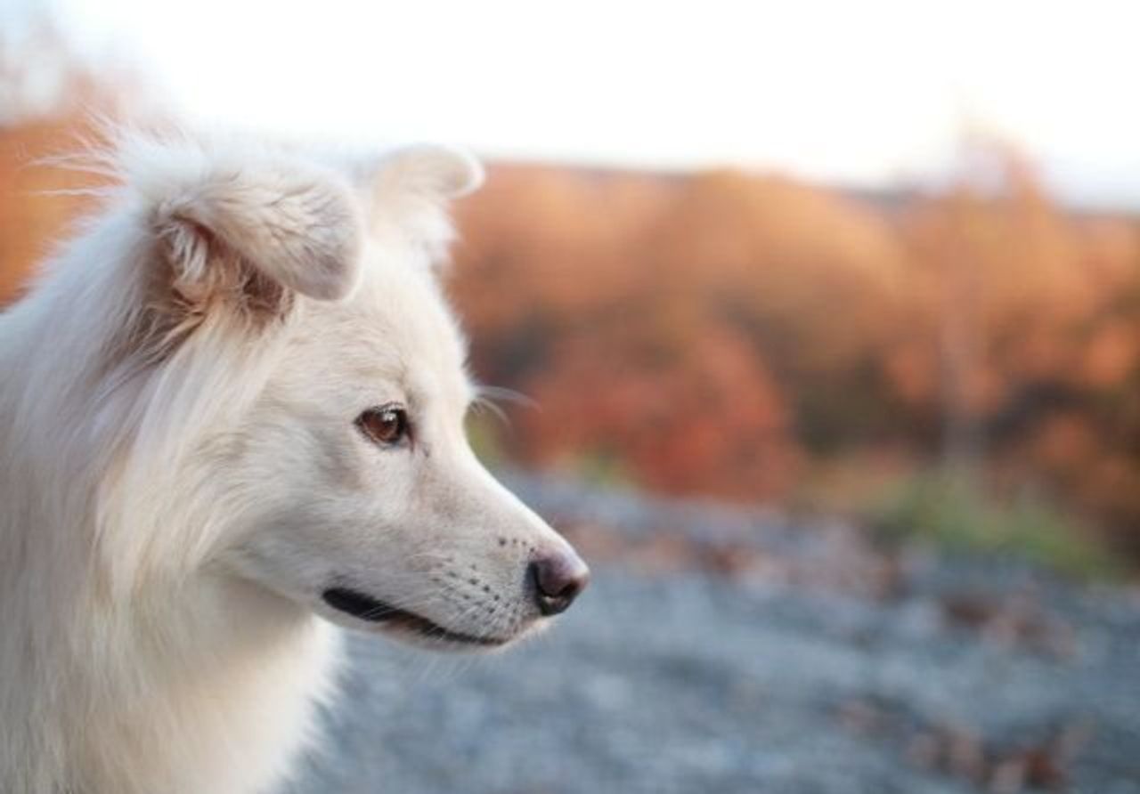 暑がり犬あるある 穴澤賢の犬のはなし いぬのきもちweb Magazine 暑がり犬あるある 穴澤賢の犬のはなし いぬのきもちweb Magazine