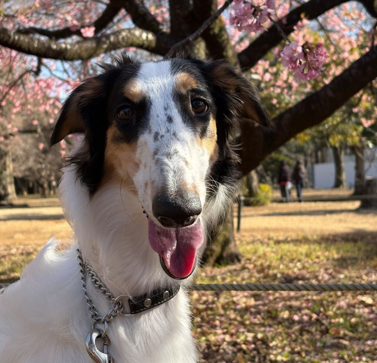 ニコニコ顔が可愛いシュカちゃん