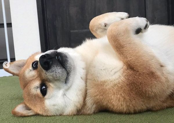 柴犬のもん太ちゃん