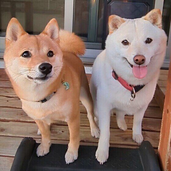 犬の遊び「ワンプロ」をさせる際の注意点 犬同士のケンカとの違いは？ いぬのきもち