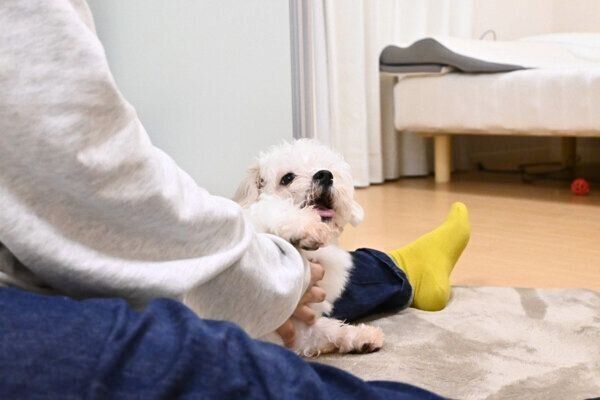 お迎え当時のわむうくん