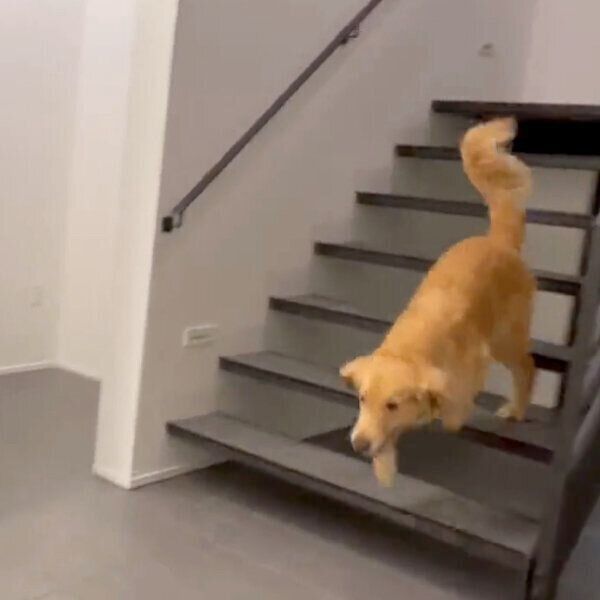 パパさんの帰宅を喜ぶゆずちゃん