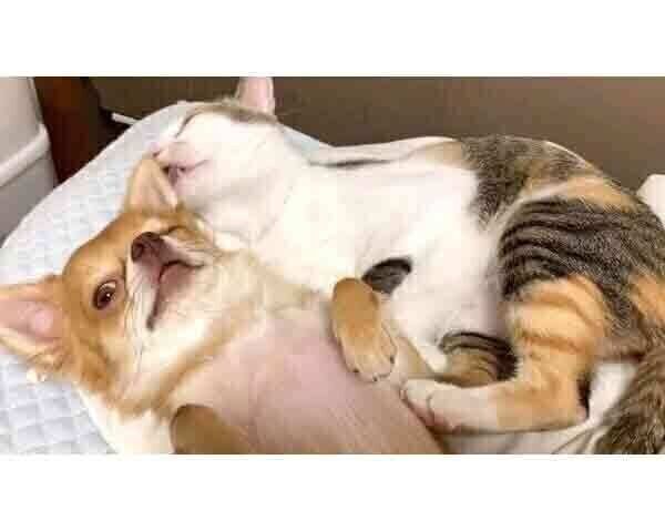 完全に2匹だけの世界に入るぶーちゃんとものこちゃん