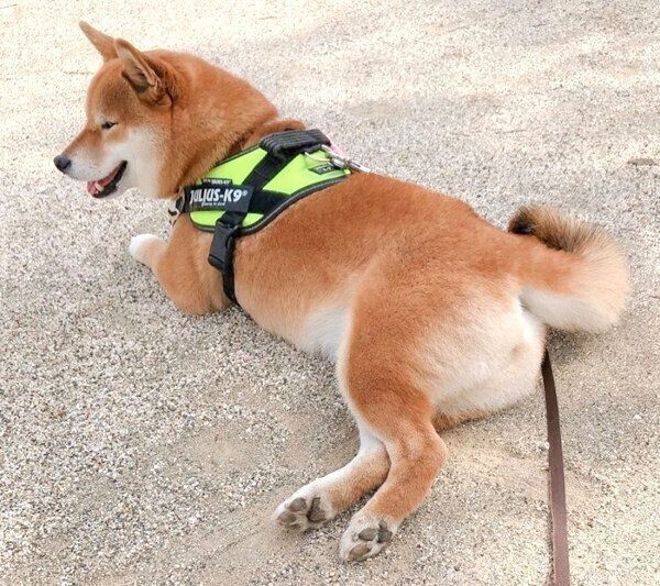 砂浜で寝転がるコメちゃん