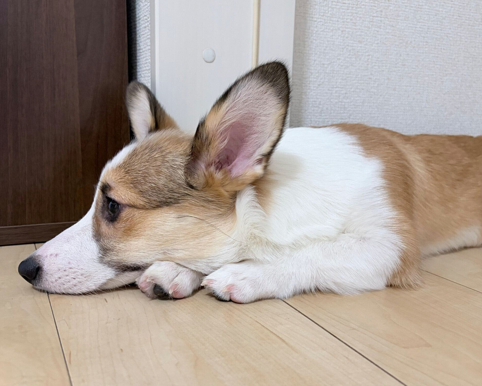 まったりするぽんずちゃん