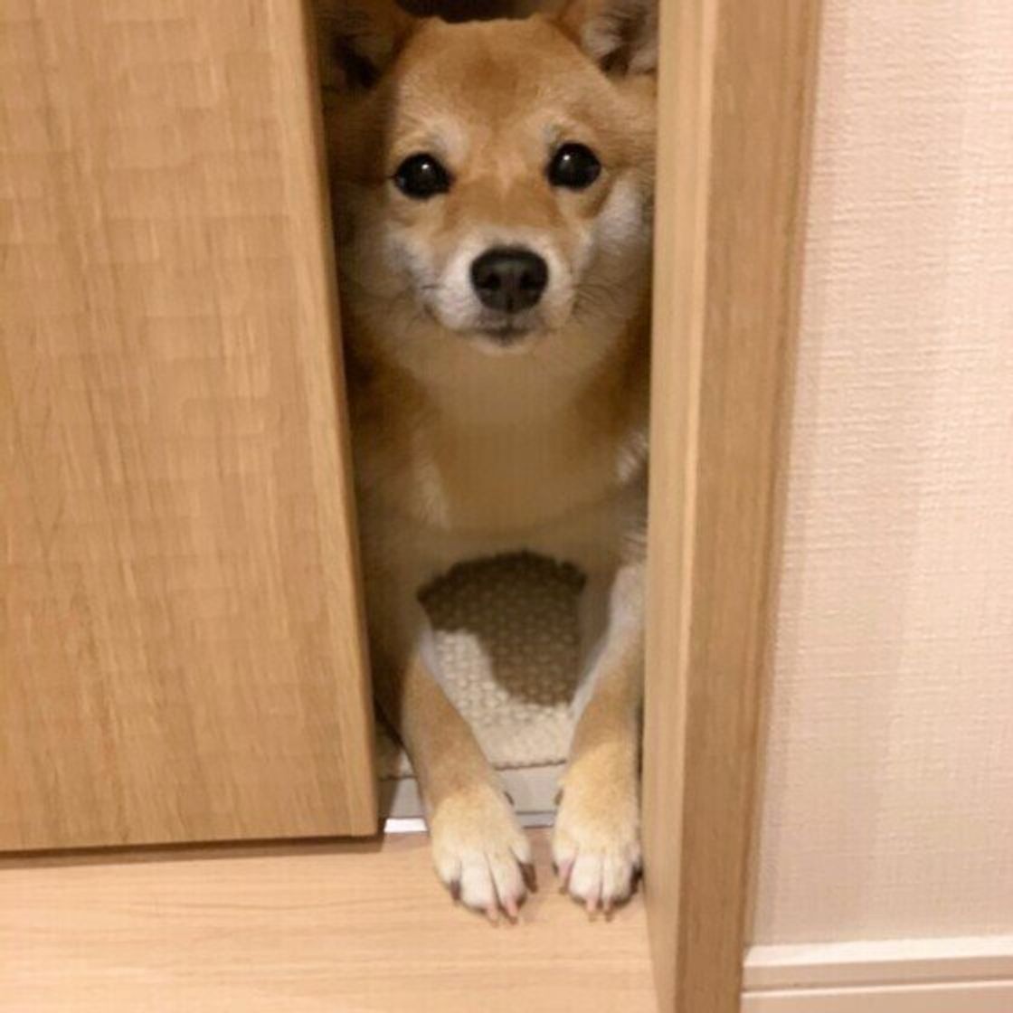 犬が家の中のどこかに 隠れる ときの心理とは 獣医師が解説 いぬのきもちweb Magazine 犬が家の中のどこかに 隠れる ときの心理とは 獣医師が解説 いぬのきもちweb Magazine