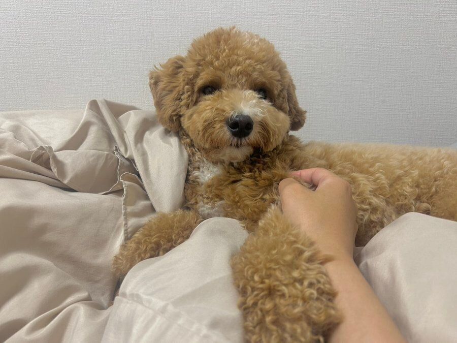 別の日の投稿写真　ベッドの上でくつろぐたむくん