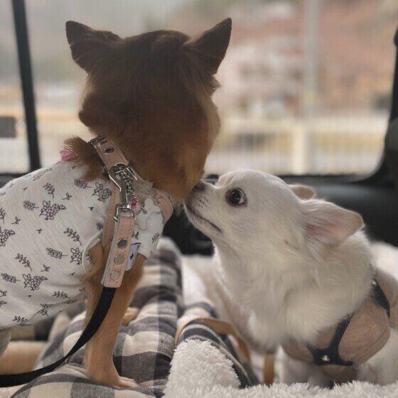 犬をくんくんするミルクくん