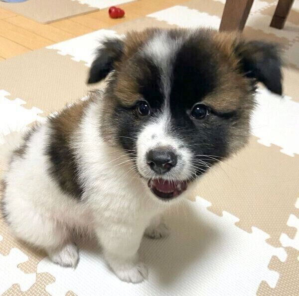 だんだんと表情豊かになってきたぴーたくん