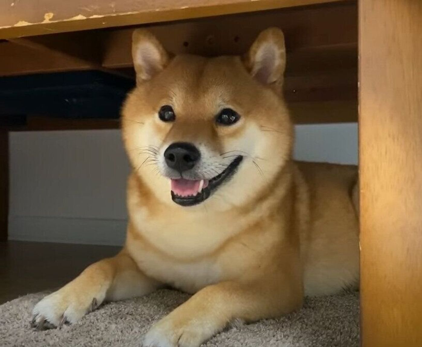 ドッグランから帰宅 今日も一日お疲れ様 笑顔で休憩する柴犬がかわいすぎるっ いぬのきもちweb Magazine ドッグランから帰宅 今日も一日お疲れ様 笑顔で休憩する柴犬がかわいすぎるっ いぬのきもちweb Magazine