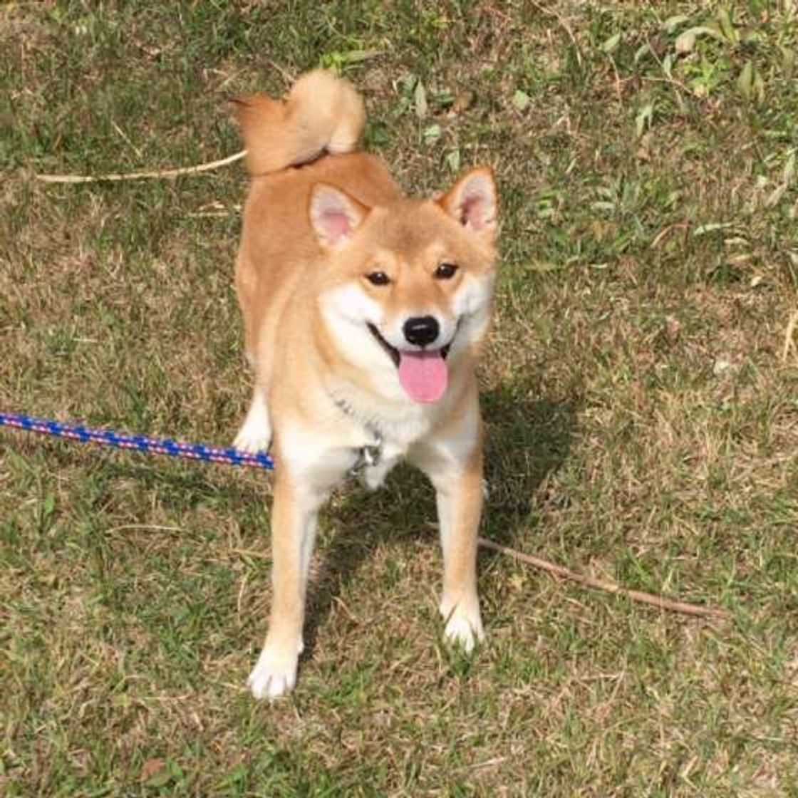 排泄後に後ろ足で地面を蹴る 犬 実は犬にもこだわりの理由があった いぬのきもちweb Magazine 排泄後に後ろ足で地面を蹴る 犬 実は犬にもこだわりの理由があった いぬのきもちweb Magazine
