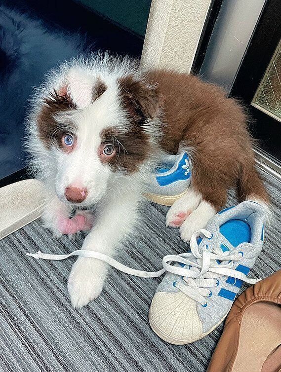 I家に来たばかりのめろーくん。折れ曲がった小さな右前足があり、甲の部分を擦るようにして歩いていました