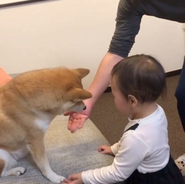 柴犬のももかちゃんと妹ちゃん