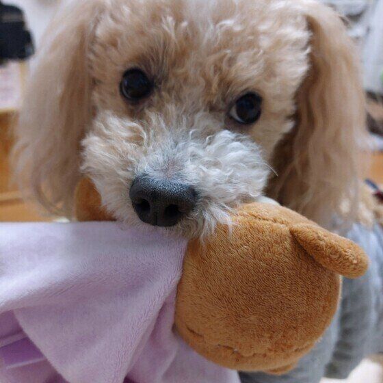 カメラを向けると目をそらすハービーくん