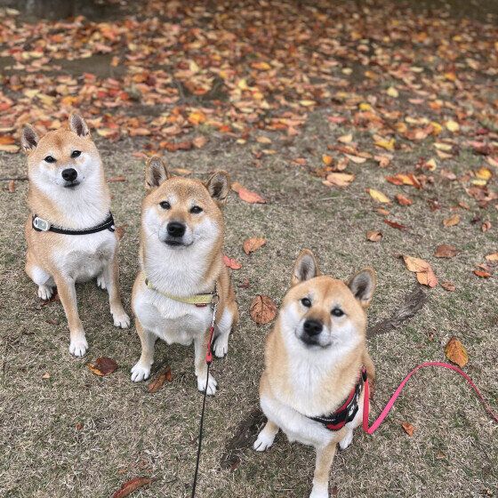 犬の毛にひっつき虫がついて取れない! 犬の体にオナモミがついたときの対処法 いぬのきもち