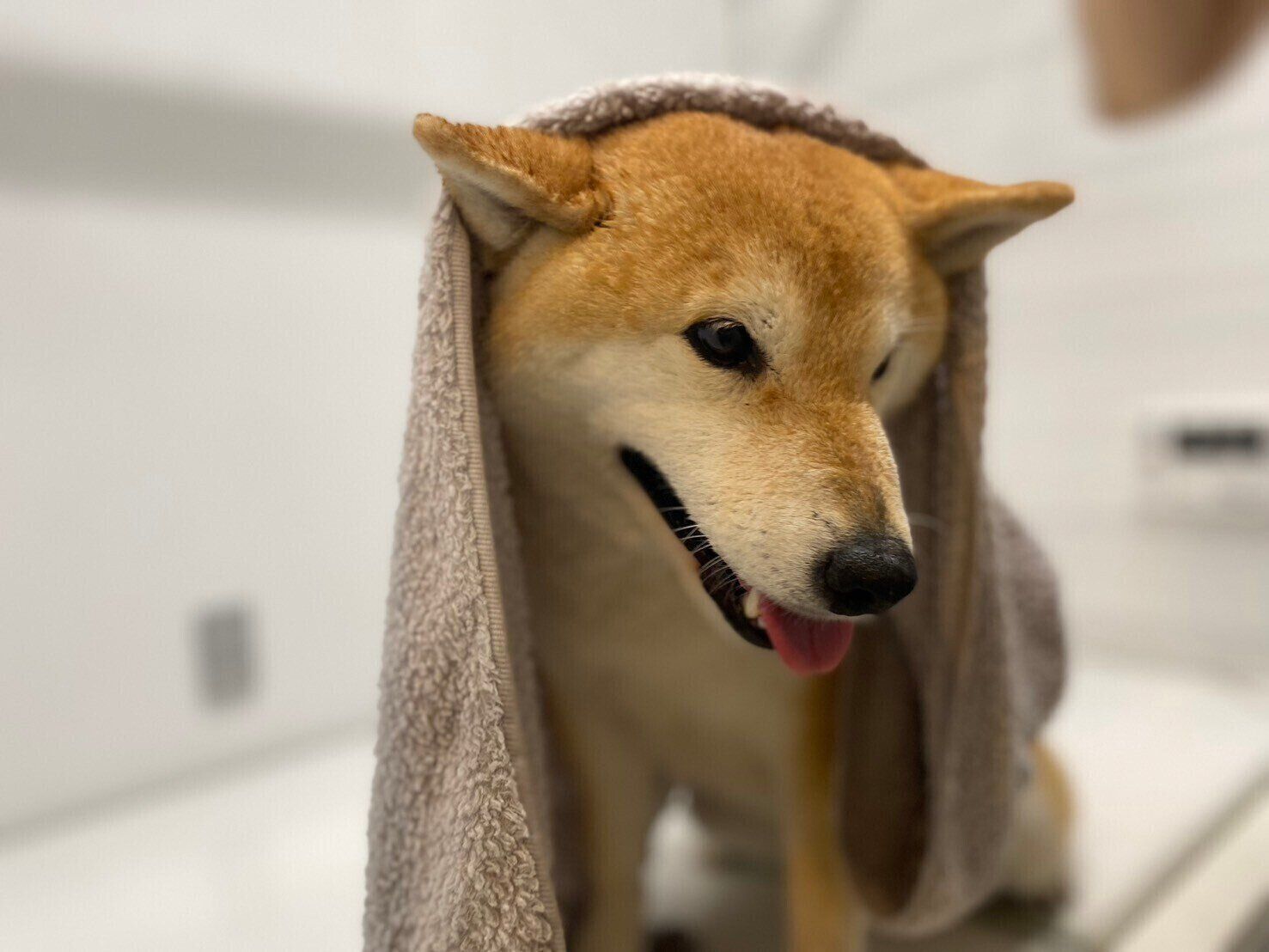 ReFa ファインバブルシリーズ　ReFa ファインバブル　柴犬　水嫌い　シャワーヘッド