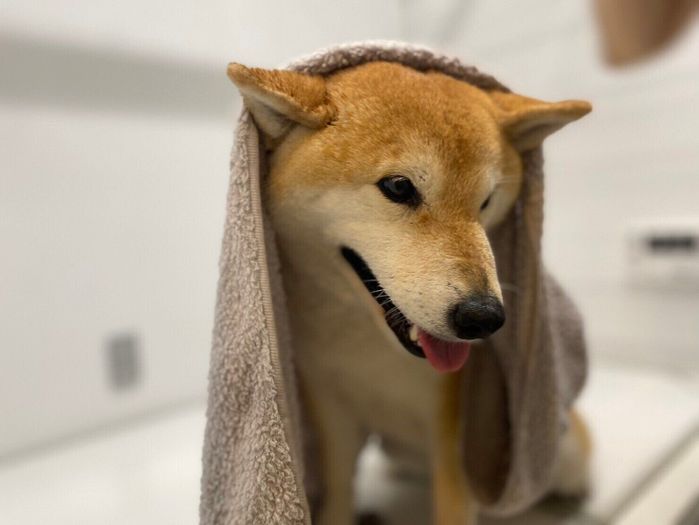 ReFa ファインバブルシリーズ ReFa ファインバブル 柴犬 水嫌い シャワーヘッド