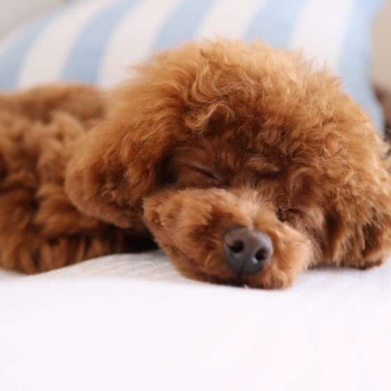 眠るトイ・プードル