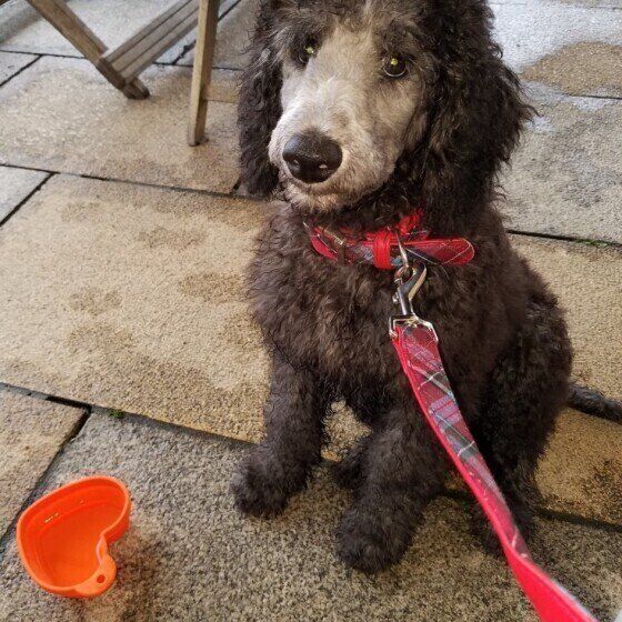 スタンダード・プードル