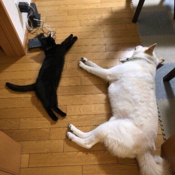 紀州犬のそらくん