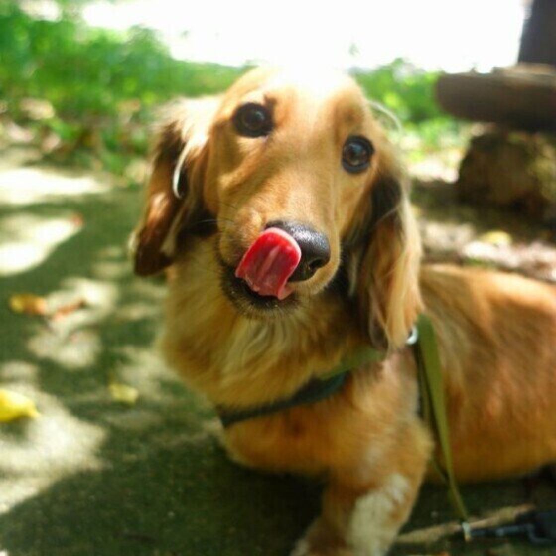 獣医師監修 犬の子宮蓄膿症 症状と治療 手術の費用やメリット デメリット いぬのきもちweb Magazine 獣医師監修 犬の子宮蓄膿症 症状と治療 手術の費用やメリット デメリット いぬのきもちweb Magazine