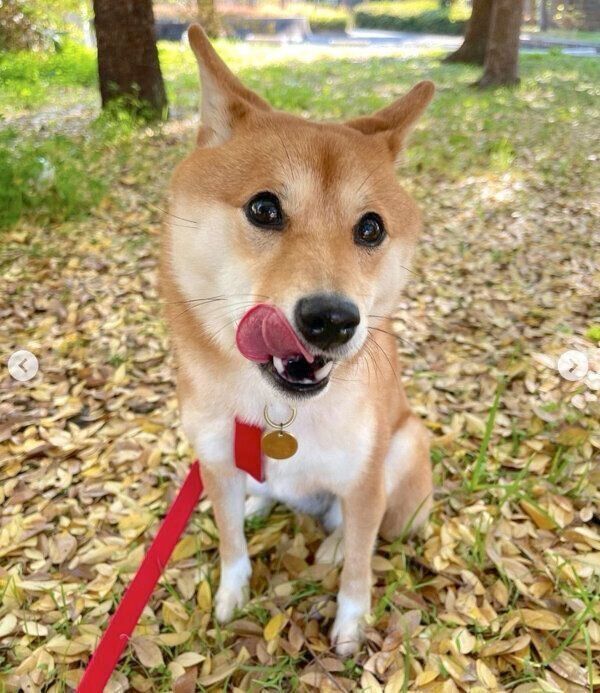 お散歩を楽しむはなちゃん