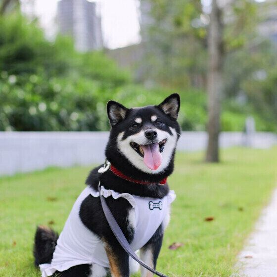 散歩する柴犬