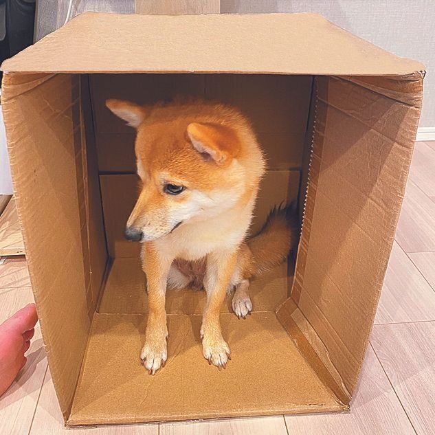 段ボール箱をクレートに見立てて練習