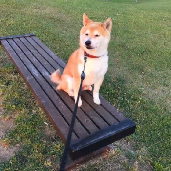 お散歩する柴犬