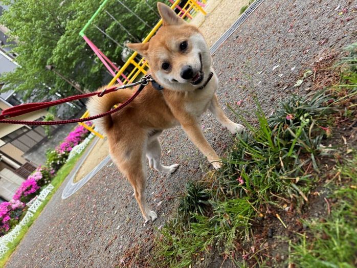 散歩を楽しむわさびくん