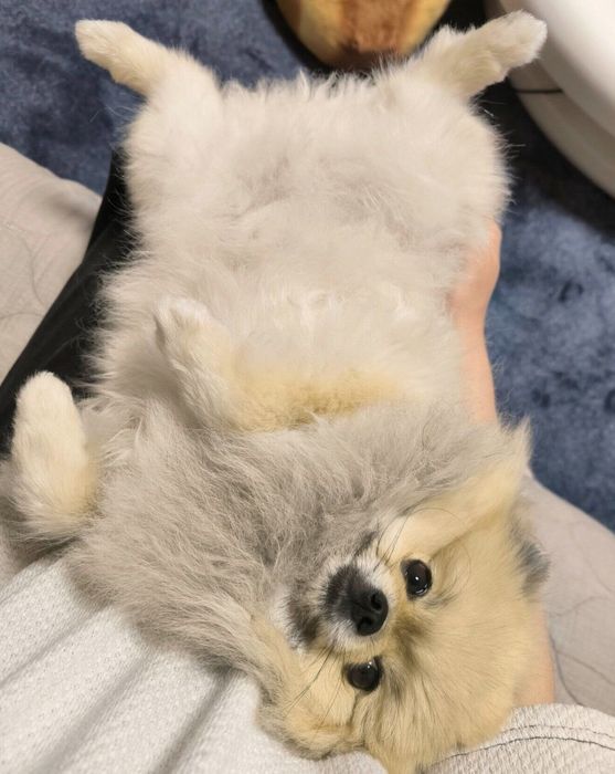 甘えるボスくん