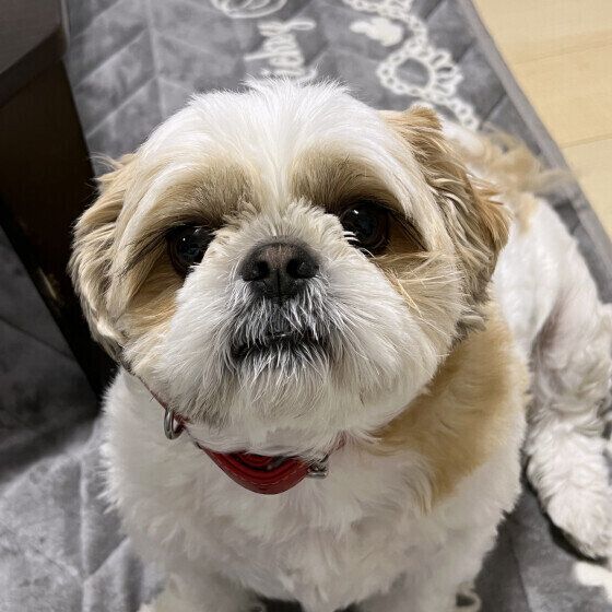 シー・ズー　おねだりする時