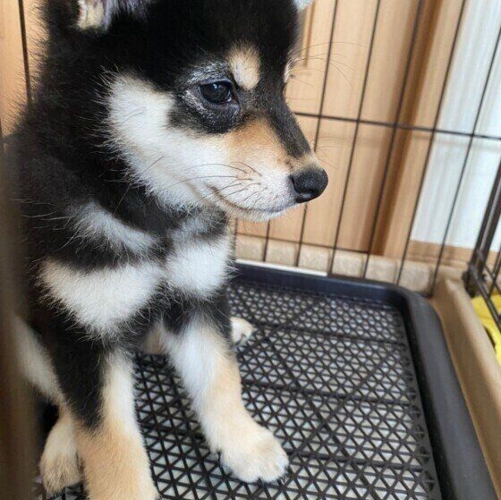 トイレに座る柴犬