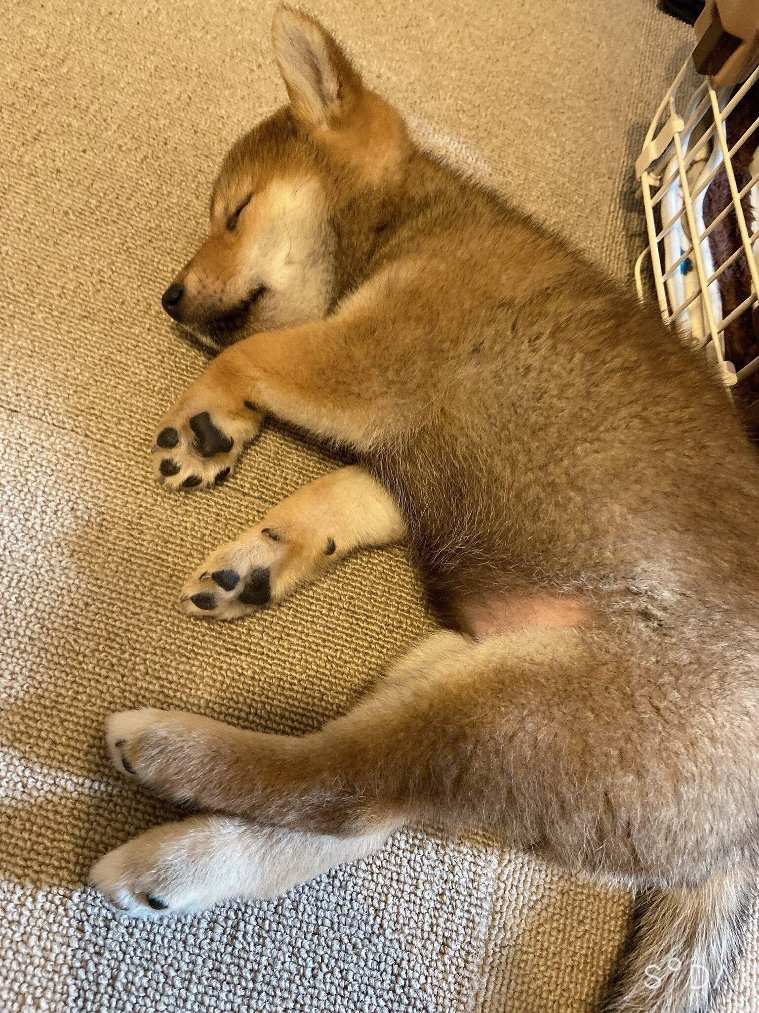 スヤスヤ眠るおとちゃん