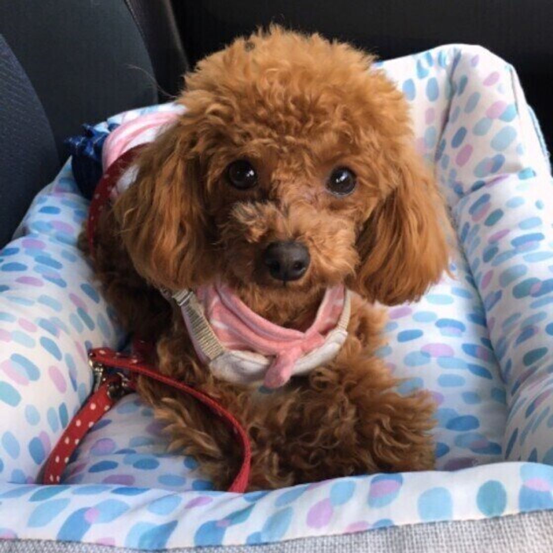 暑い季節 犬を車内に残す危険性を獣医師が解説 いぬのきもちweb Magazine 暑い季節 犬を車内に残す危険性を獣医師が解説 いぬのきもちweb Magazine