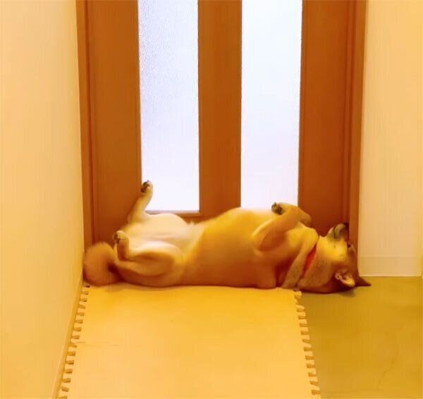 ドアの前でヘソ天する小春ちゃん