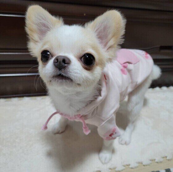 服を着るチワワの琥珀くん