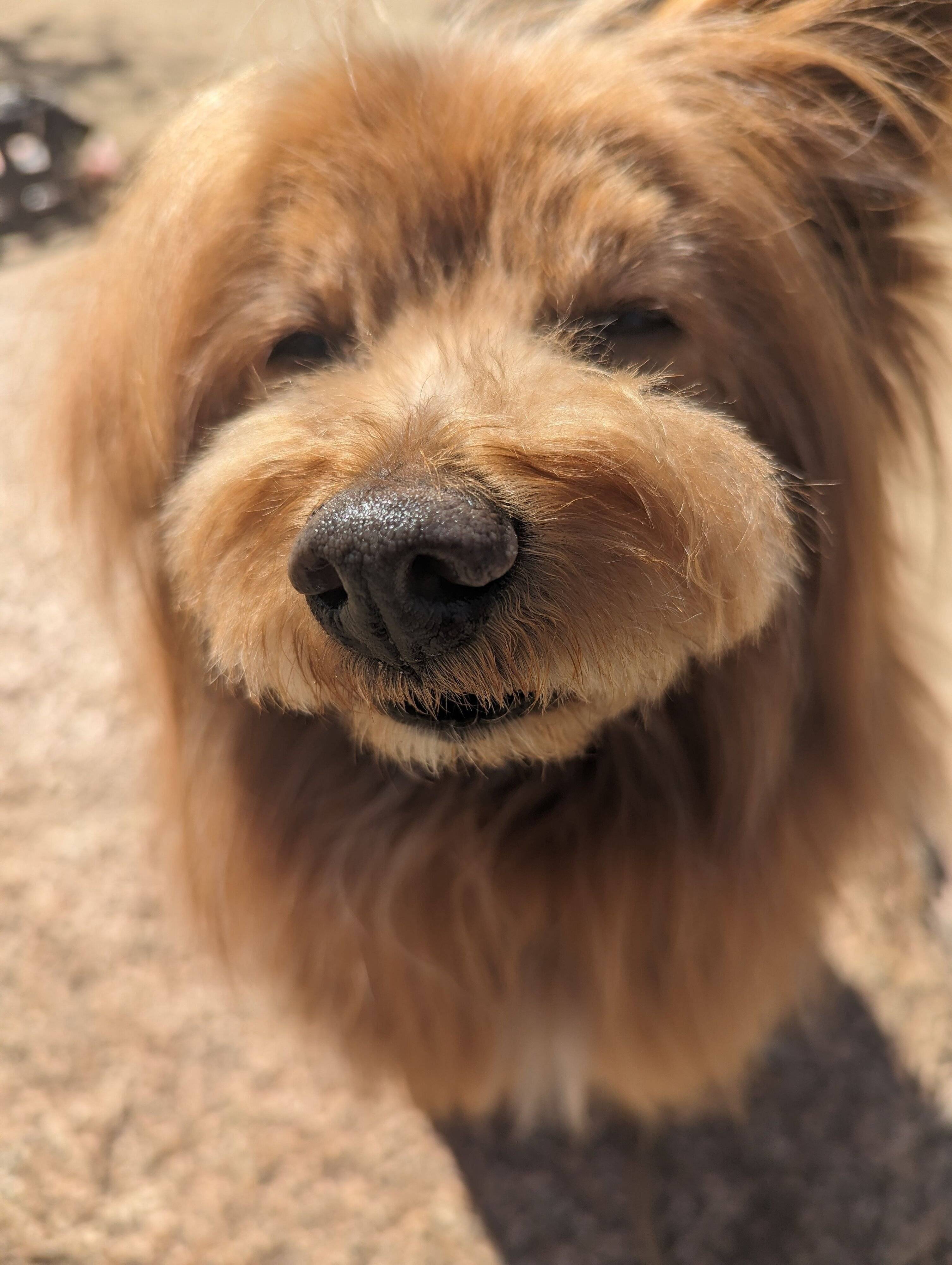 不満そうな犬の写真
