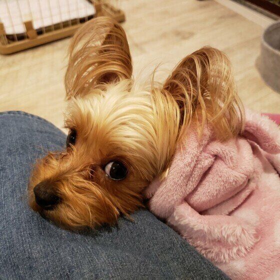 見つめるヨークシャー・テリア